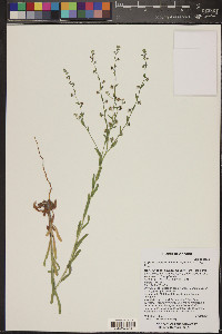 Lappula occidentalis var. cupulata image