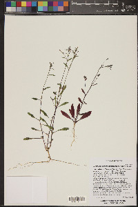 Eremothera chamaenerioides image