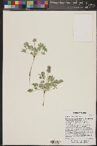 Lupinus brevicaulis image