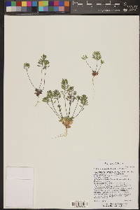 Draba cuneifolia image