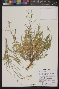 Sisymbrium orientale image