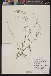 Thysanocarpus curvipes image