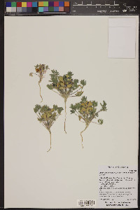 Lupinus subvexus var. subvexus image