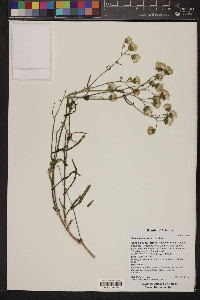 Senecio lemmonii image