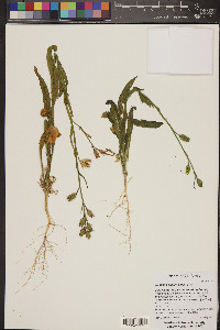 Nicotiana quadrivalvis image