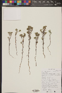 Cryptantha maritima image