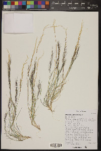 Aristida adscensionis image