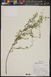 Dimorphocarpa pinnatifida image