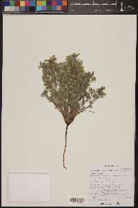 Johnstonella angustifolia image