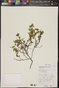 Acalypha californica image