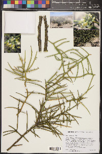 Koeberlinia spinosa image