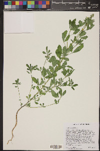 Crotalaria pumila image