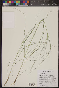 Aristida ternipes image