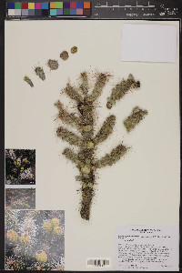 Cylindropuntia whipplei image