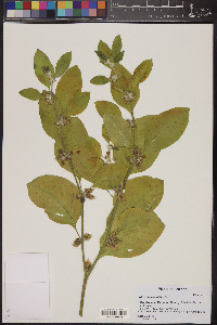 Withania somnifera image