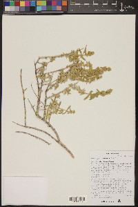 Buddleja utahensis image