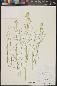 Lepidium fremontii image