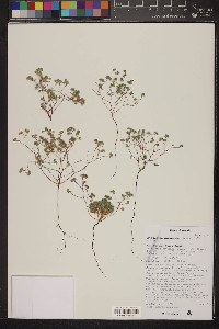 Eremocarya micrantha image