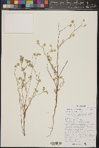 Cryptantha pterocarya image