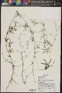 Ipomoea costellata image