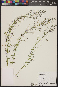 Trichostema arizonicum image