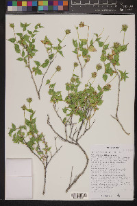 Brickellia atractyloides image