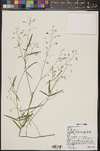 Desmodium rosei image