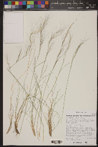 Aristida purpurea var. fendleriana image