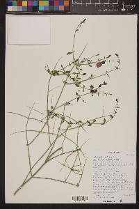 Salazaria mexicana image