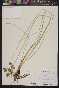 Cyperus elegans image