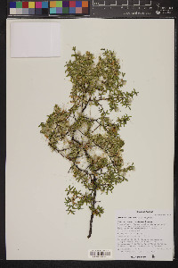 Cuscuta denticulata image