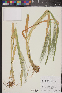 Hordeum vulgare image