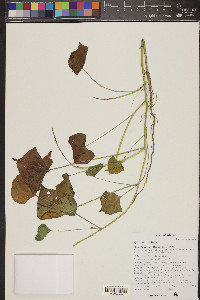 Ipomoea triloba image