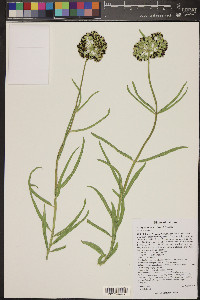 Asclepias asperula image