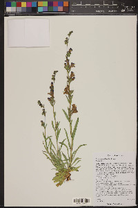 Penstemon ophianthus image