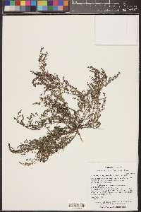 Euphorbia polycarpa image