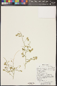 Ambrosia salsola image