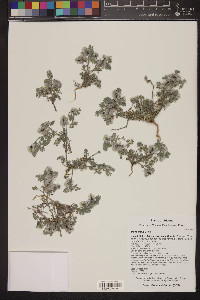 Dalea mollis image