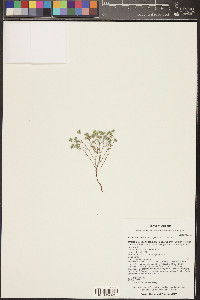 Eremocarya micrantha image