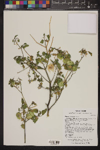 Physalis crassifolia image