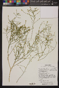 Ambrosia salsola image