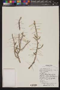 Cylindropuntia leptocaulis image