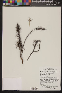 Eremothera boothii image