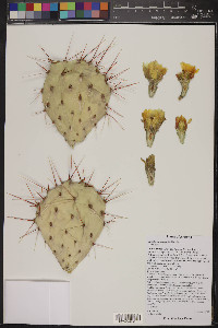 Opuntia phaeacantha image