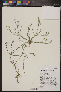 Xanthisma gracile image