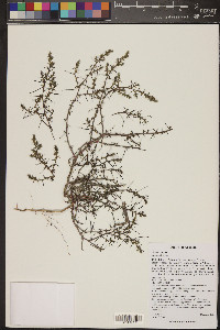 Salsola tragus image