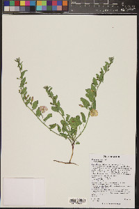 Convolvulus arvensis image