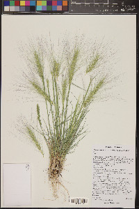 Elymus elymoides var. elymoides image