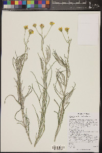 Senecio flaccidus image