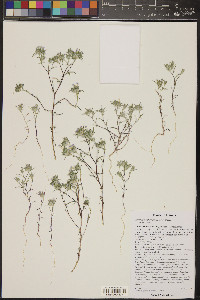 Eriastrum diffusum image